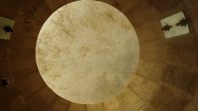 Thick German cow from underneath.JPG