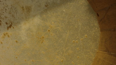 Cuban cow skin from underneath.JPG