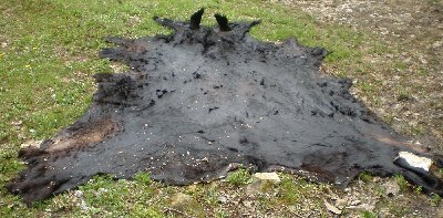 1_withears.jpg (199.36 KiB) Viewed 4075 times 1_withears.jpg