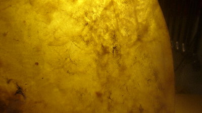 Hairy patches on cow skin.JPG