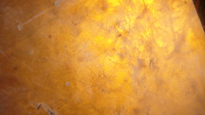 Hairy patches close up.JPG