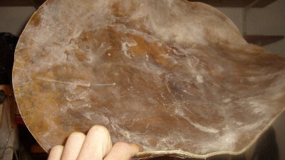 Cowskin.JPG