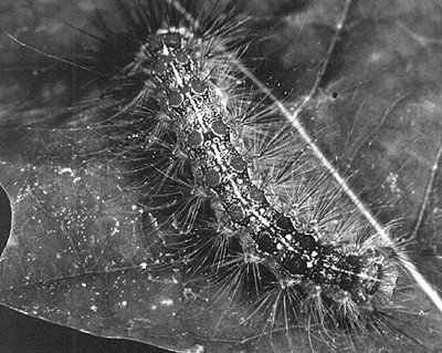 m-larva.jpg