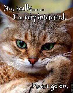 LOL-cats-animal-humor-8906823-252-319.jpg
