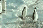 Penguins1.gif