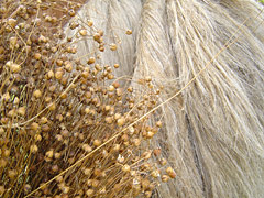 fibre de lin.jpg