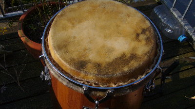 cow skin mounted on GB conga.JPG