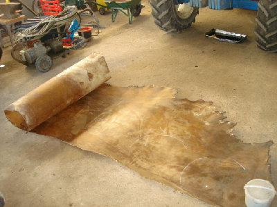 taureau plan large.JPG