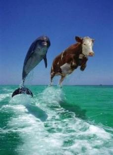 flying_cow + dolphin.jpg