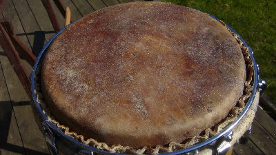 Cuban cow skin freshly mounted.JPG