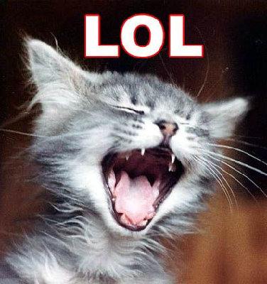 lol cat.jpg